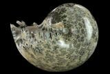 Polished, Agatized Ammonite (Phylloceras?) - Madagascar #132129-1